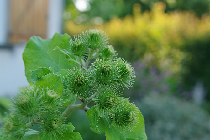 Arctium lappa - © D. Lejeune